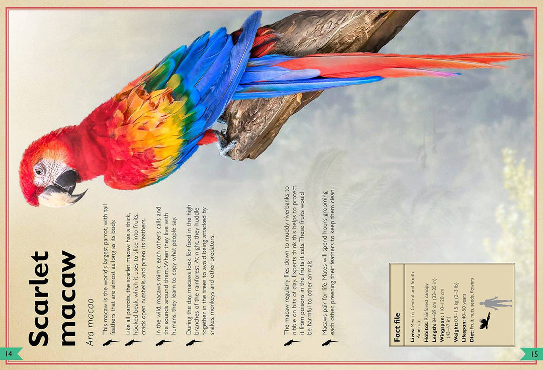 The Magnificent Book of Birds